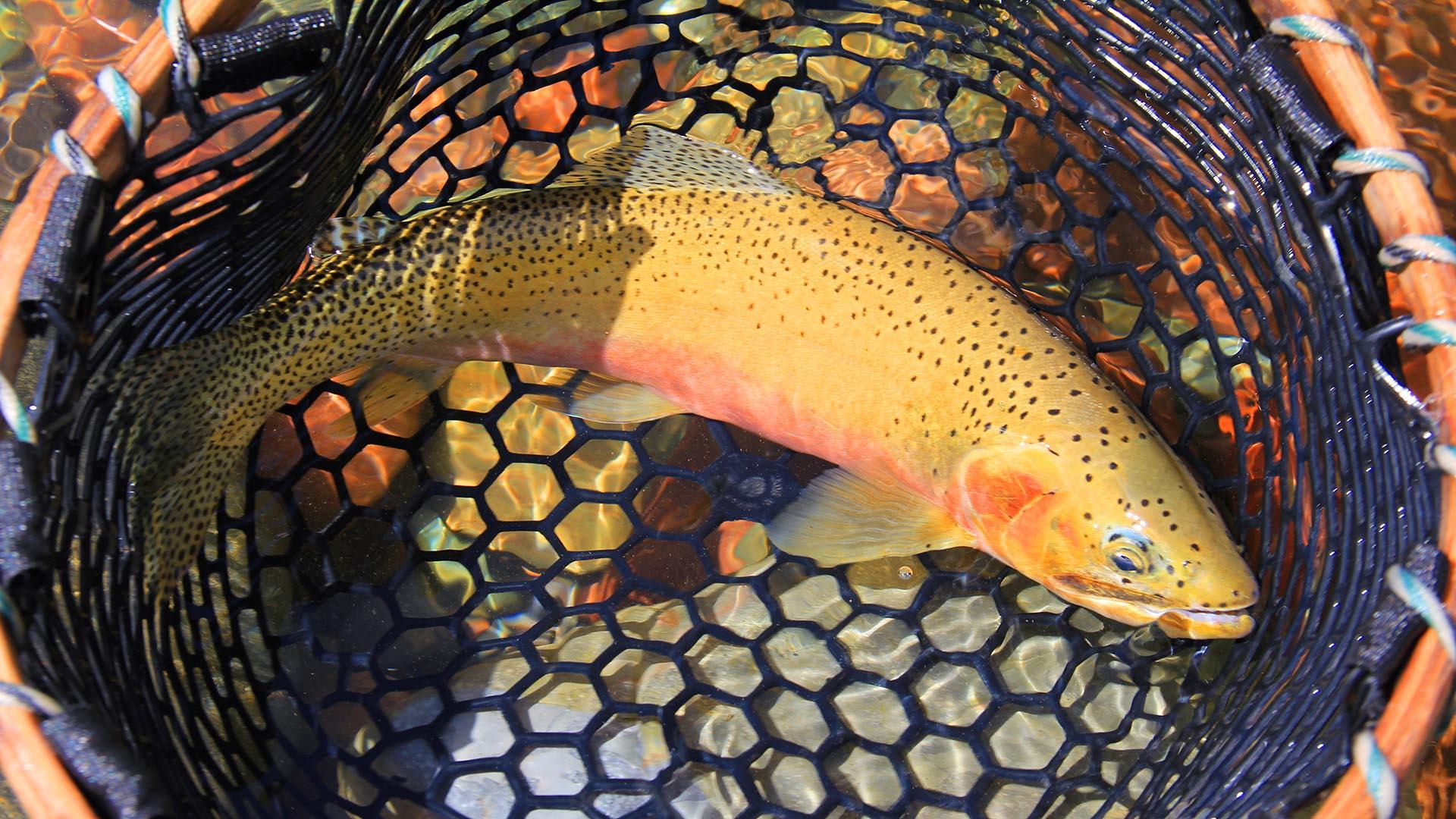 The beautiful colors of the native westslope cutthroat trout // Photo: Brian Schott