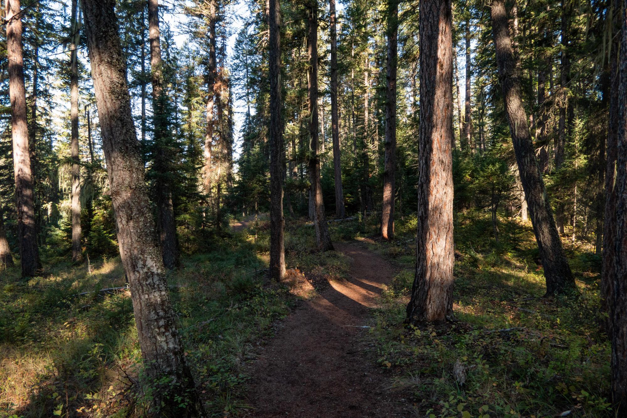 Fall Hiking with Hike 734 The Whitefish Trail Swift Creek Trailhead