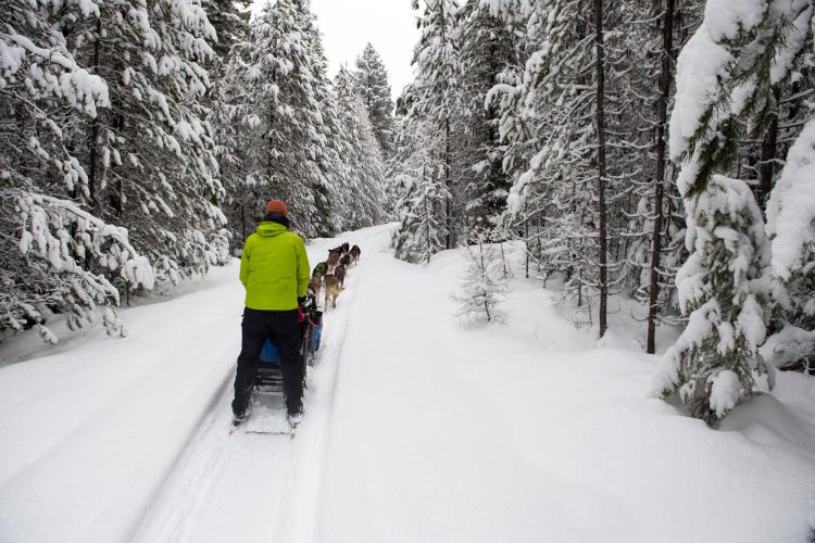 Winter Woods Dog Sled Tours | Whitefish Montana Lodging, Dining, and