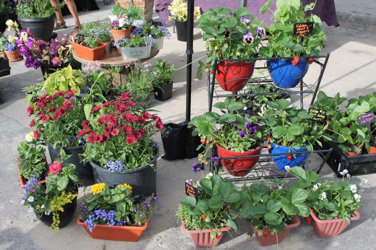 Whitefish Downtown Farmers Market Whitefish Montana Lodging, Dining