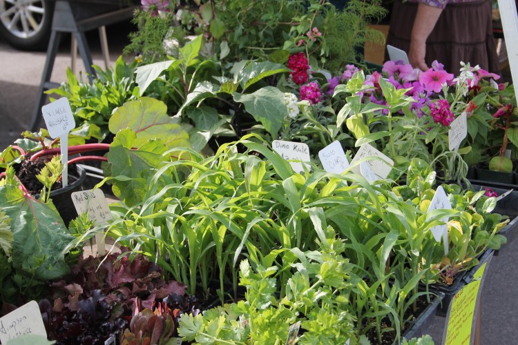 Whitefish Downtown Farmers Market Whitefish Montana Lodging, Dining