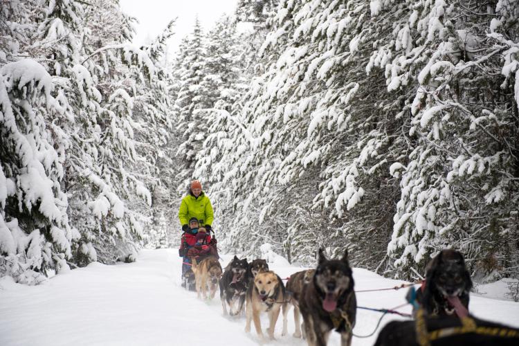 dog sled tours whitefish mt