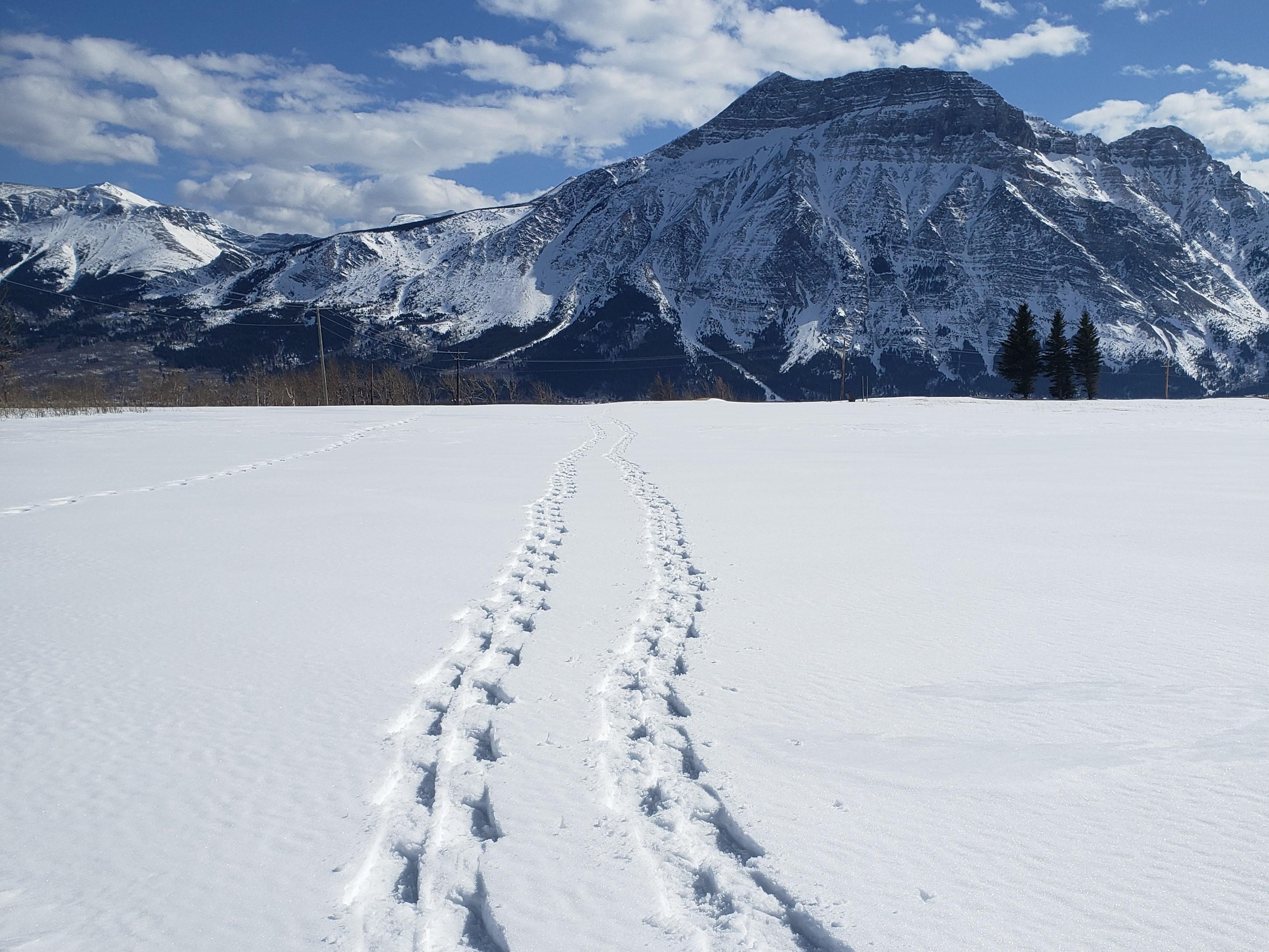Try Snowshoeing!
