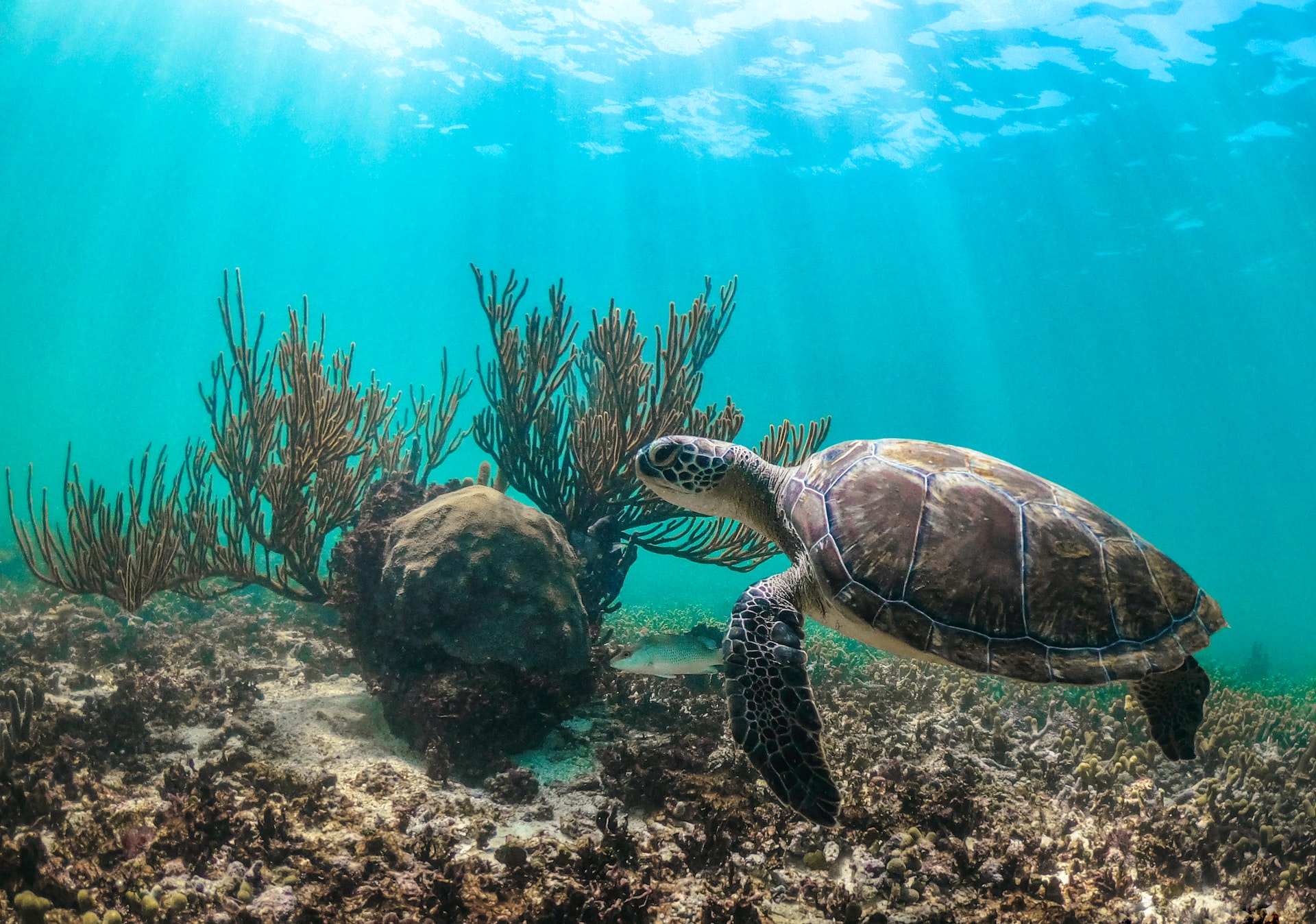 Sea turtles in clear blue water.