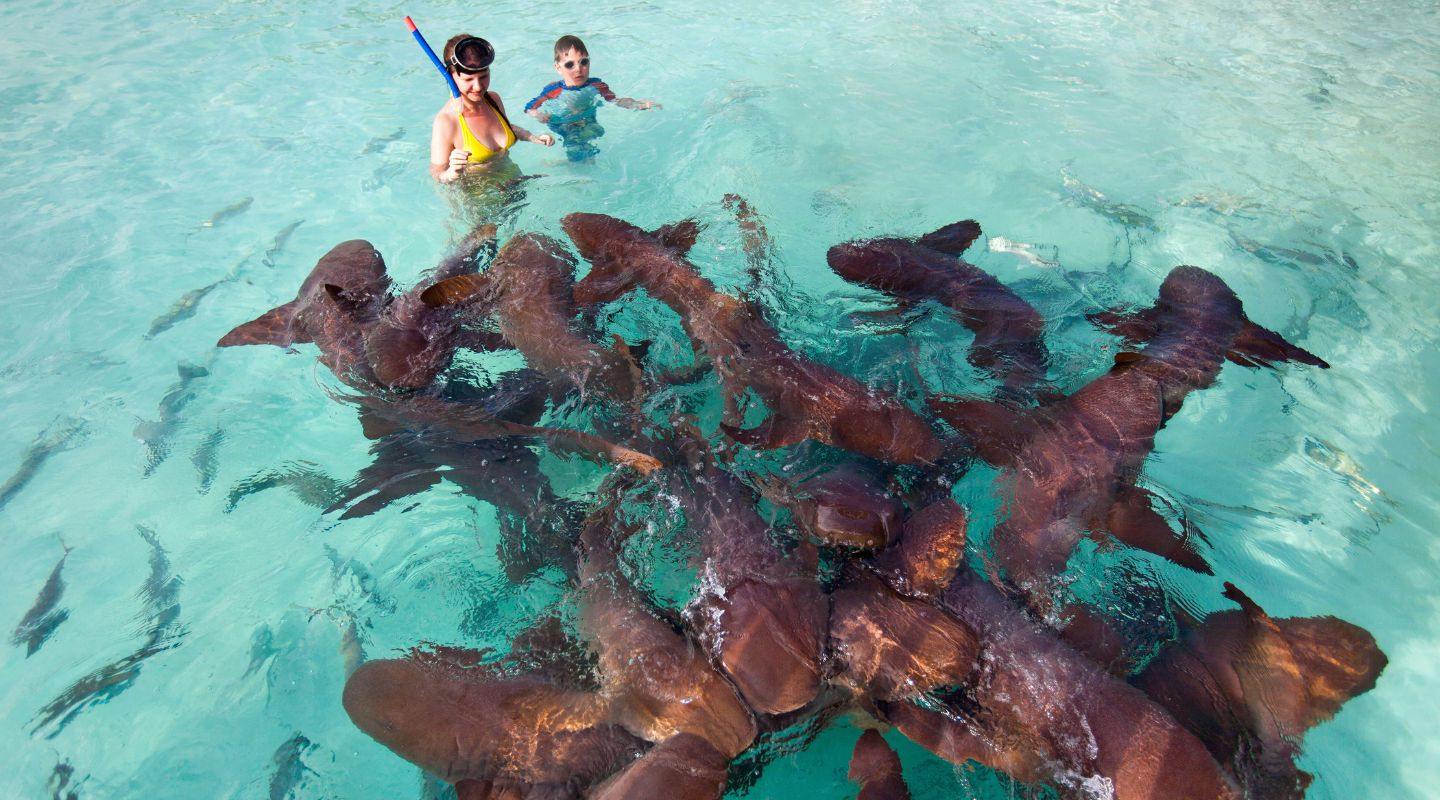 Swimming With sharks in Belize.