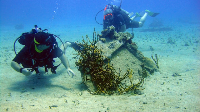 Divers look at marine life.