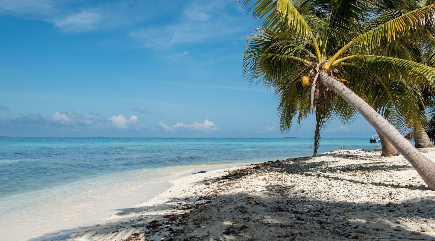 Palm tree being shaken by the wind. 