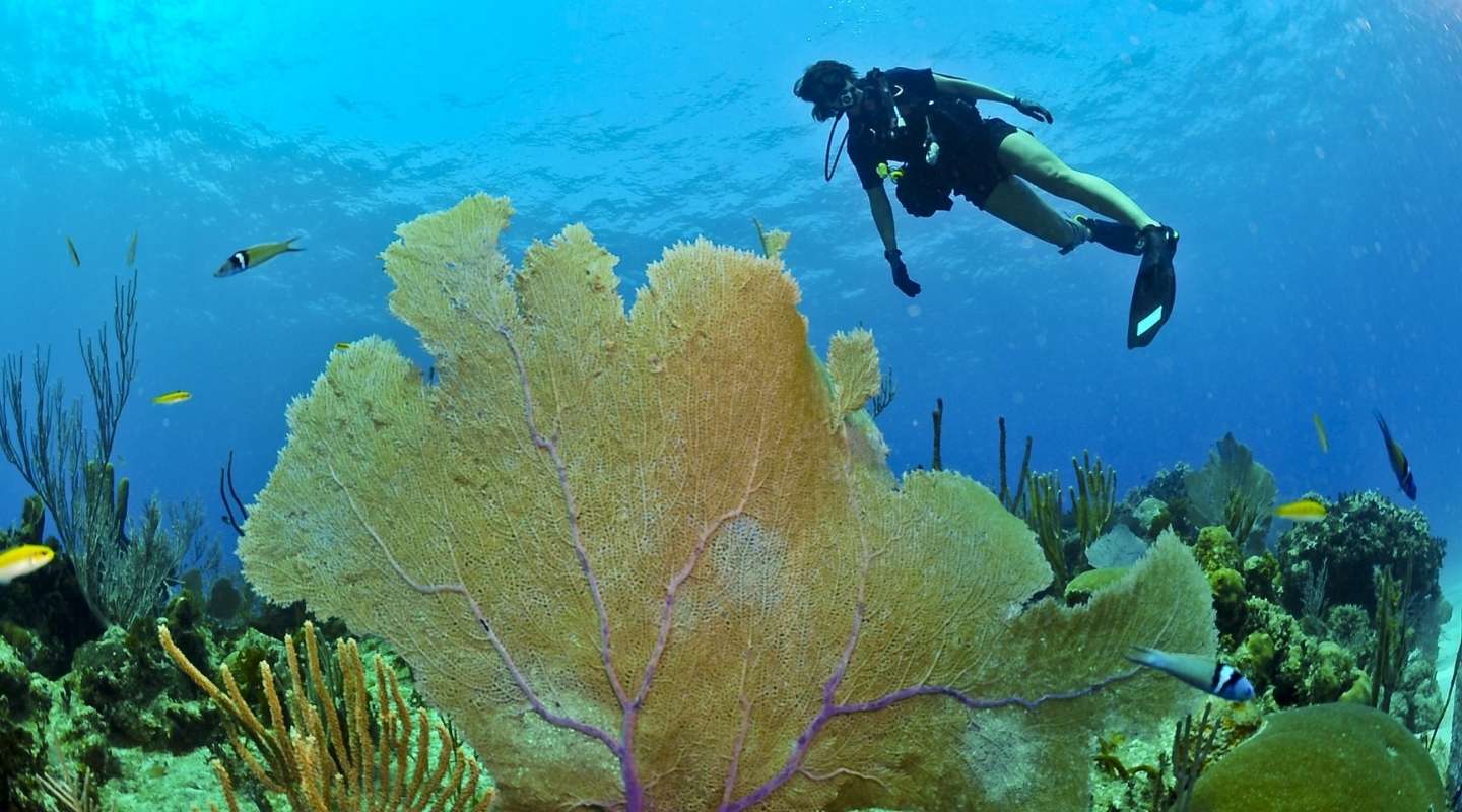 Diving in Cayman Islands