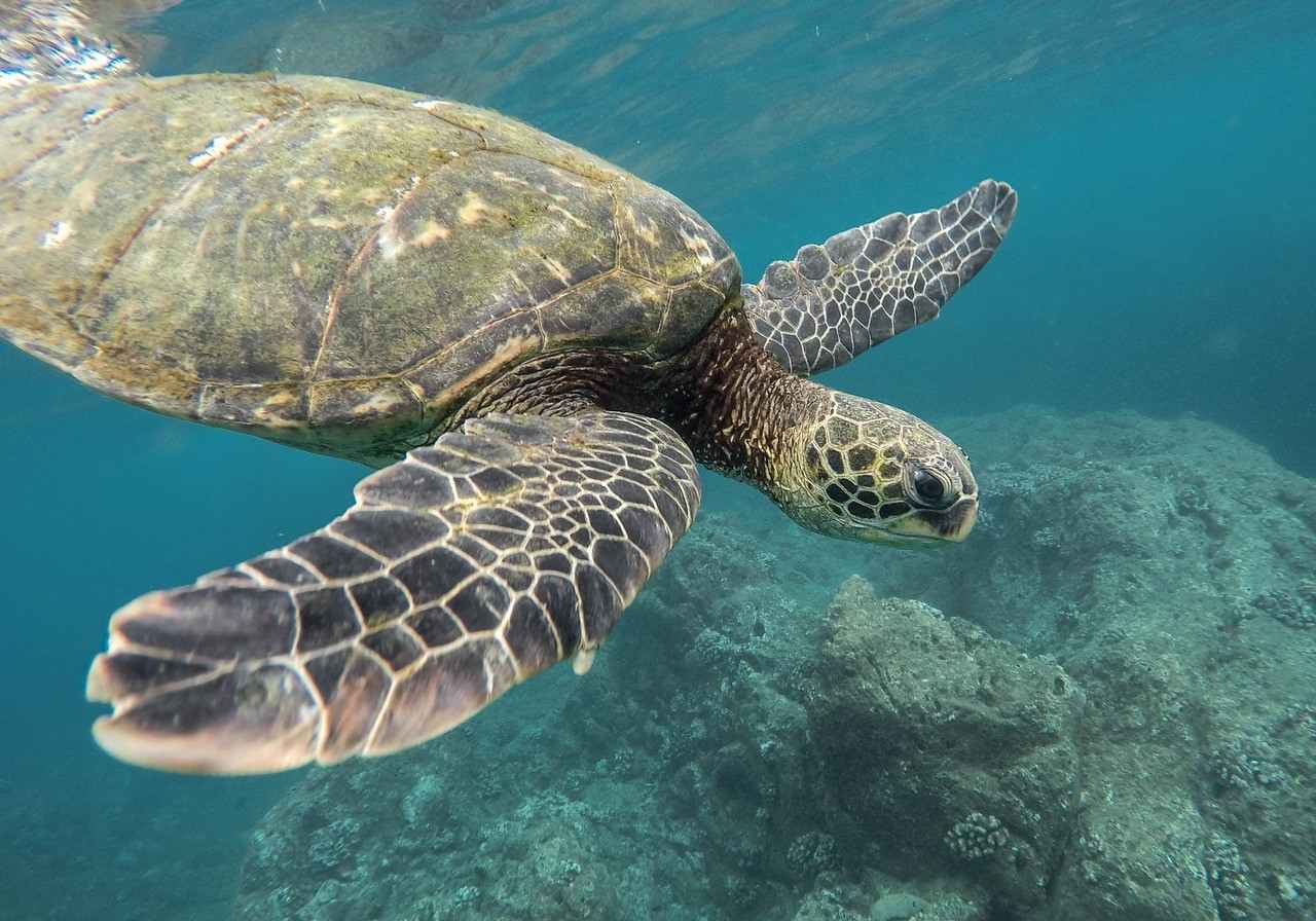 cancun underwater sports