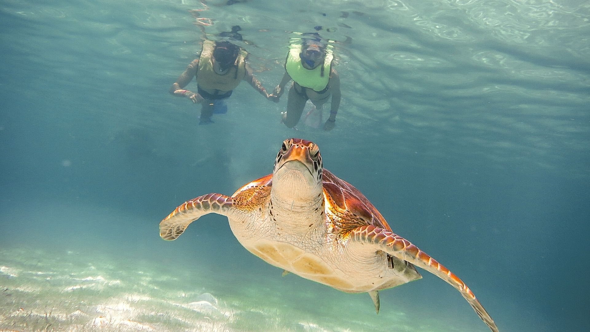 Akumal Sea Turtles & Mayan Cenotes Tour From Tulum image