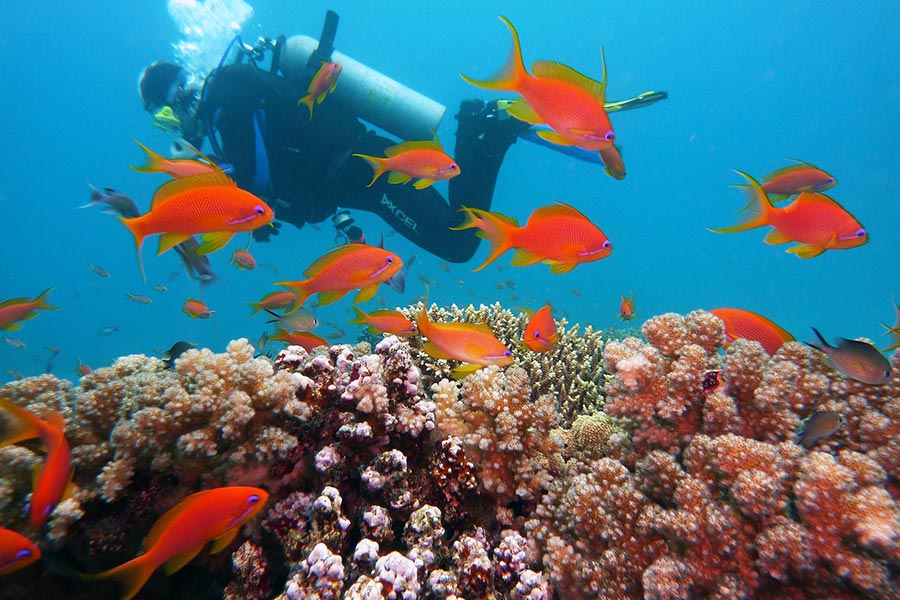 roatan underwater diving