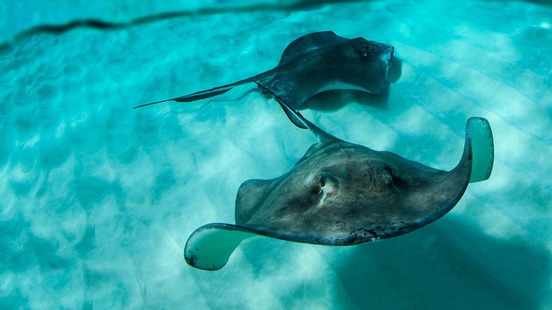 Two small stingrays swimming underwater.
