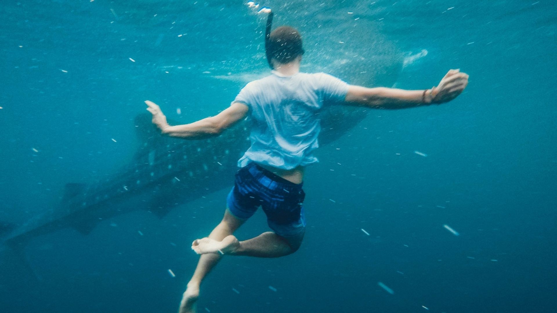 Swimming with a whale shark.