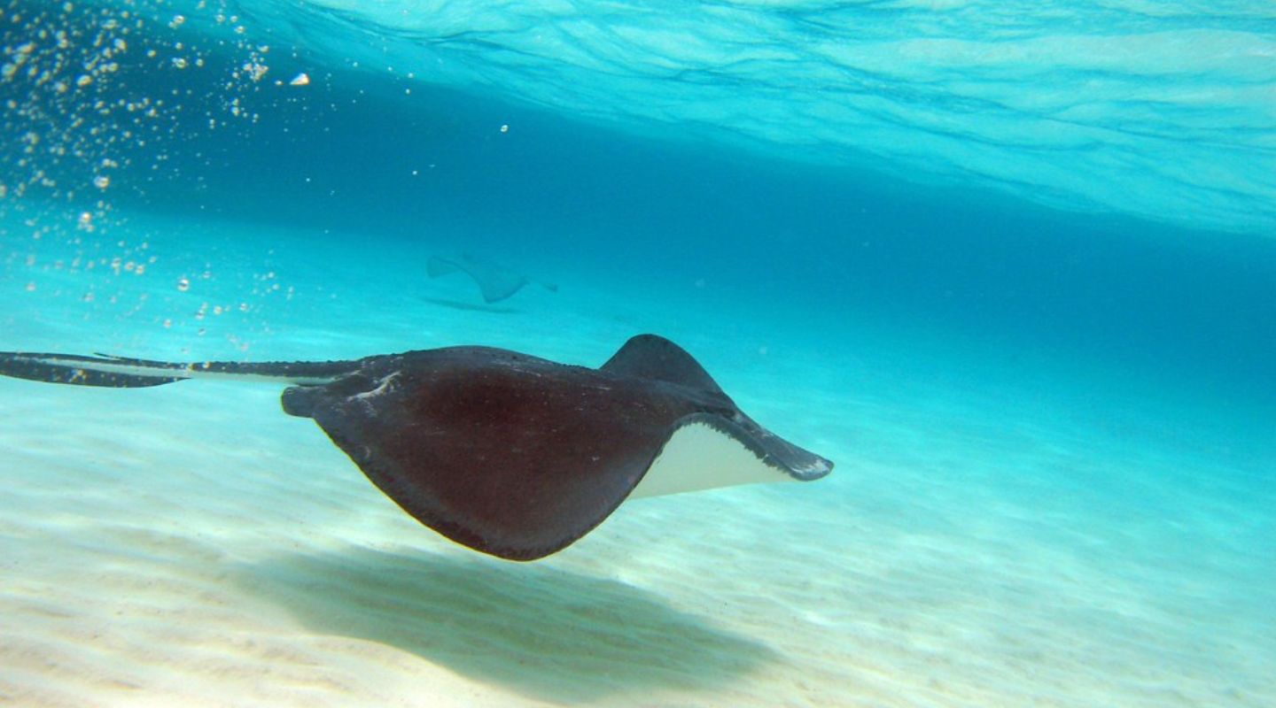 Stingray swimming underwater