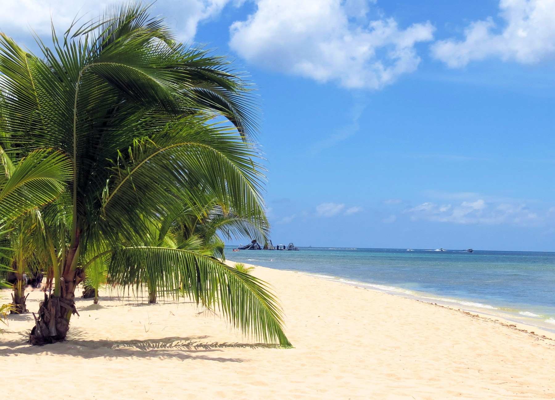 beach an palm tree in cozumel