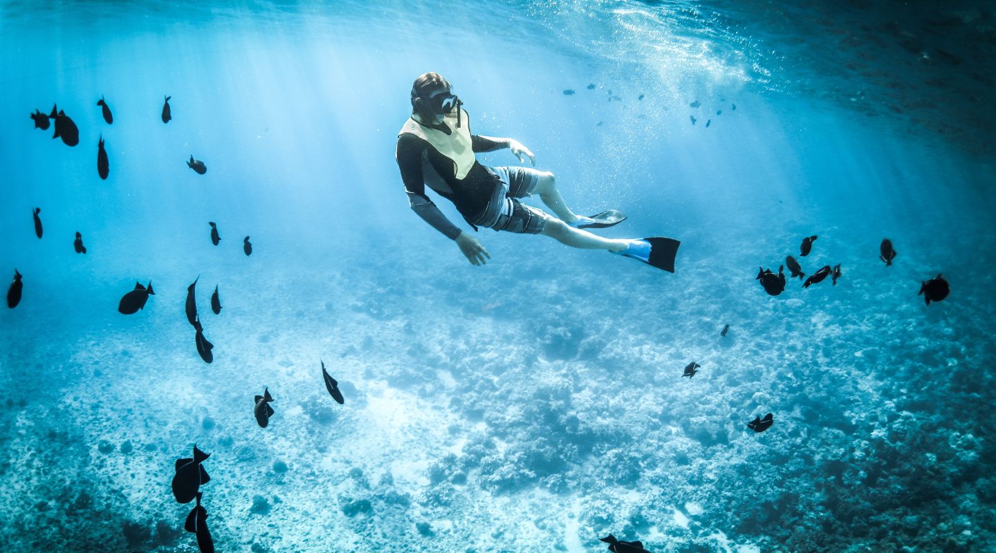 Man snorkeling underwater, facing a group of fish.