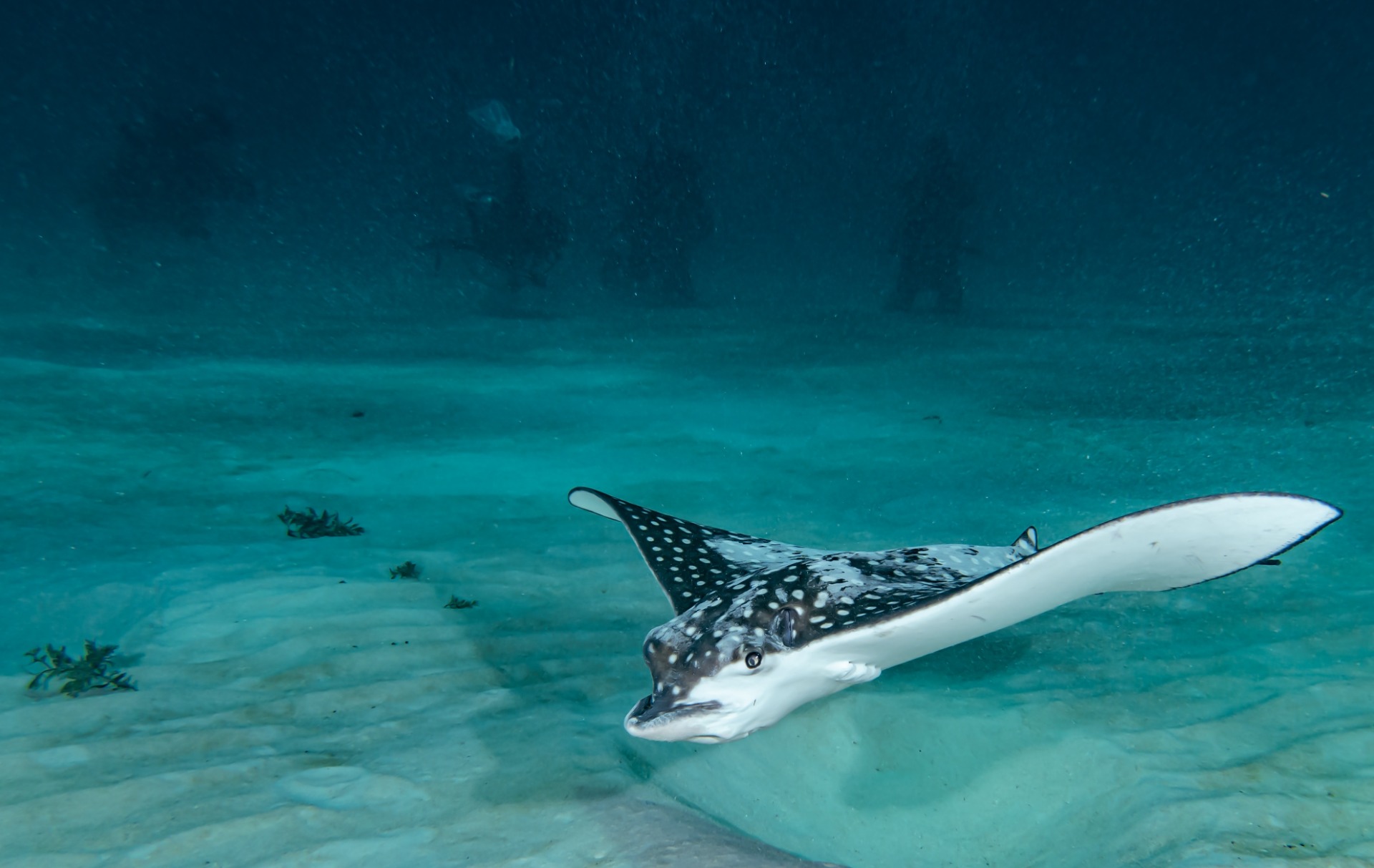 Scuba diving in Costa Maya