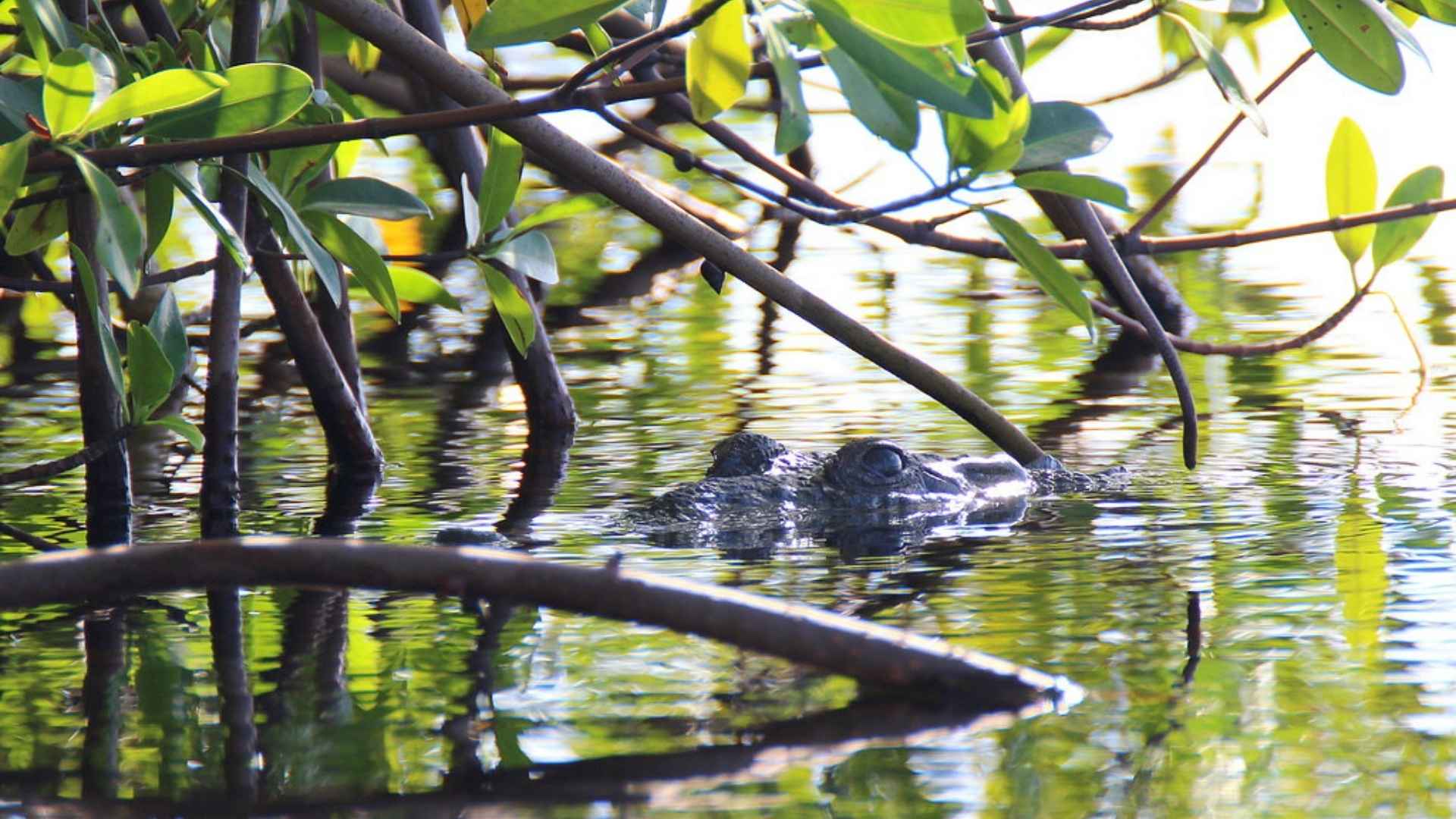 Altun Ha Mayan Ruins & Belize River Wildlife Combo with Lunch image