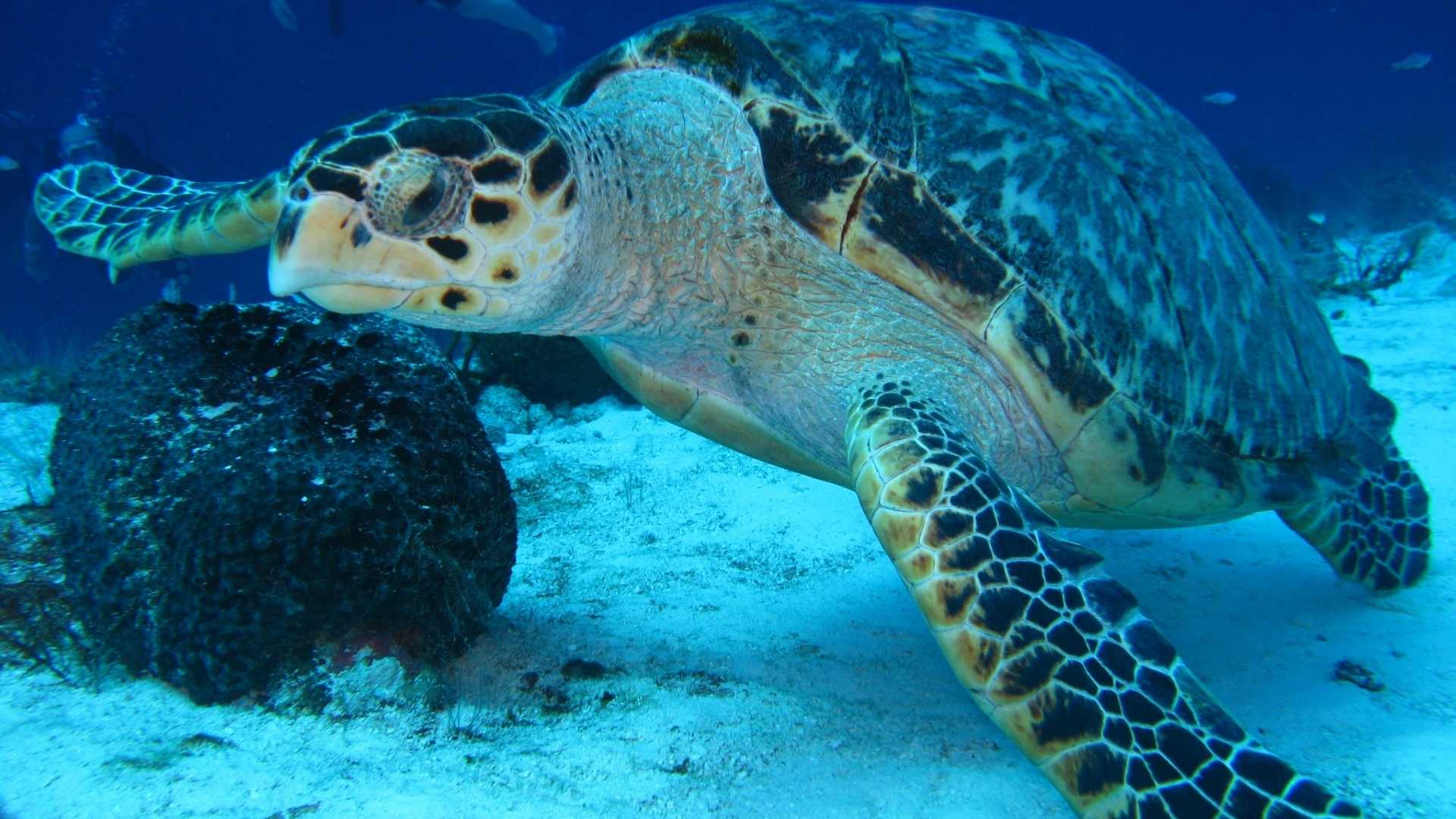Turtle in Costa Maya