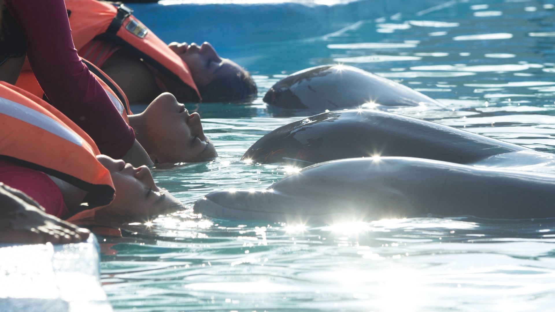 Swimming with dolphins experience in São Miguel