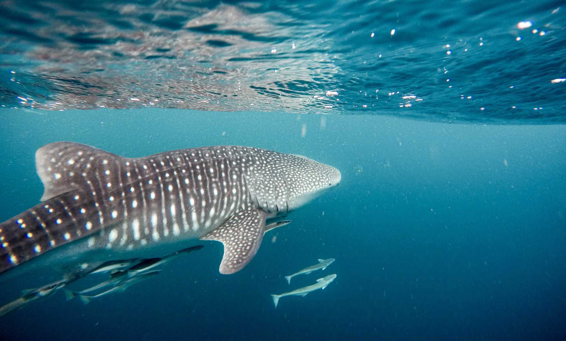 Whale Sharks in Cancun? Here's How to See Them image