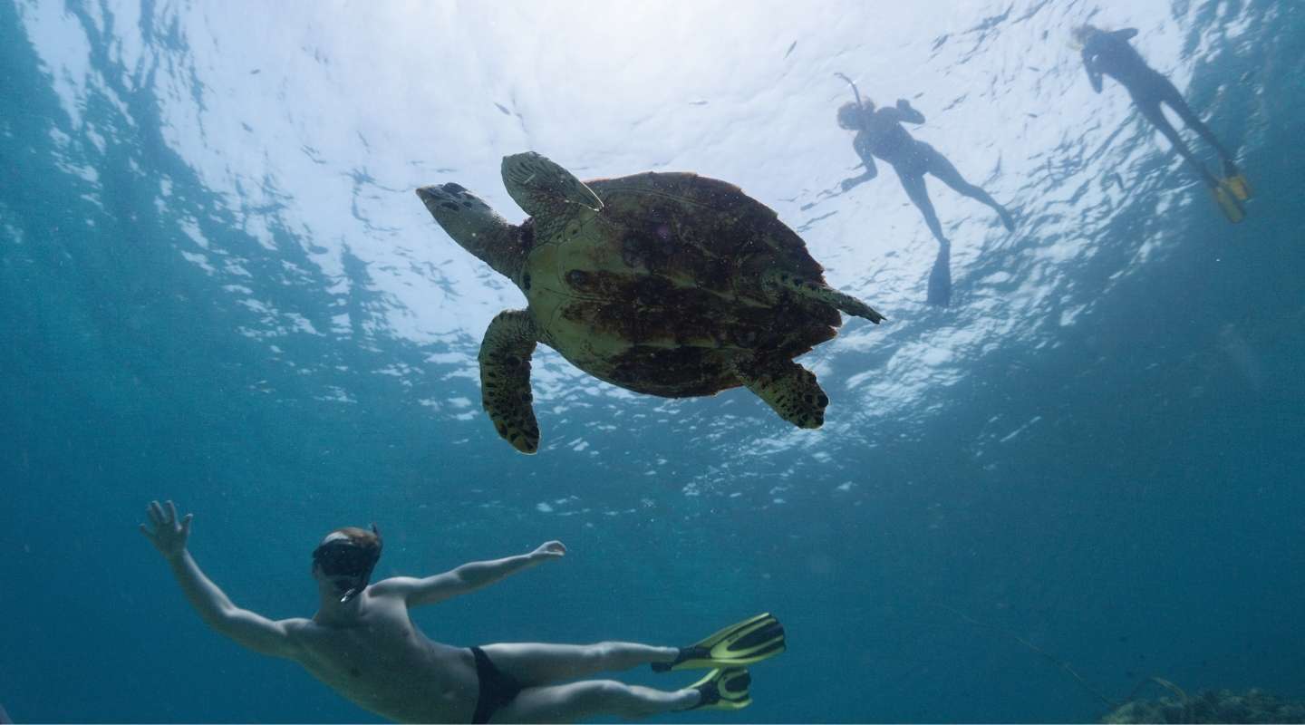 Turtle Snorkeling Adventure From Belize City image