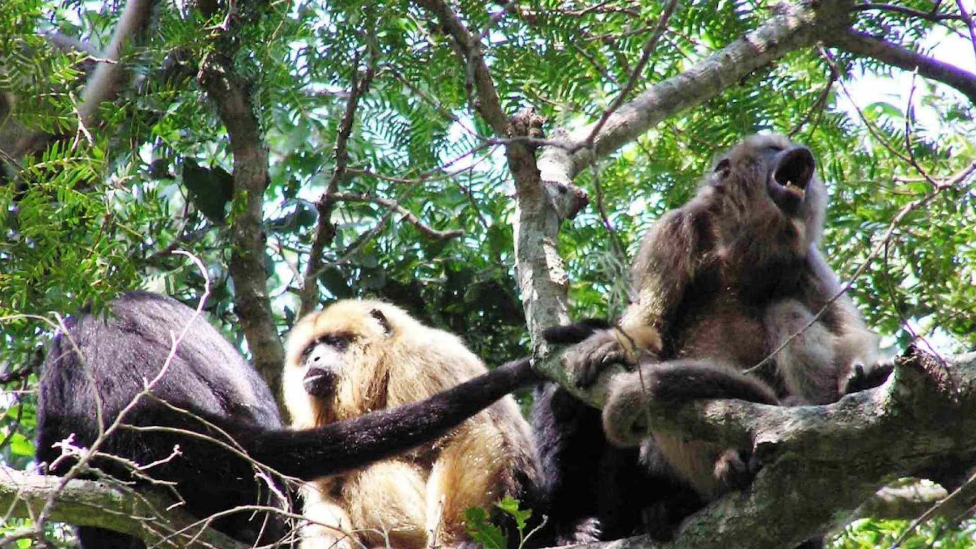 Belize Howler Monkey Excursion image