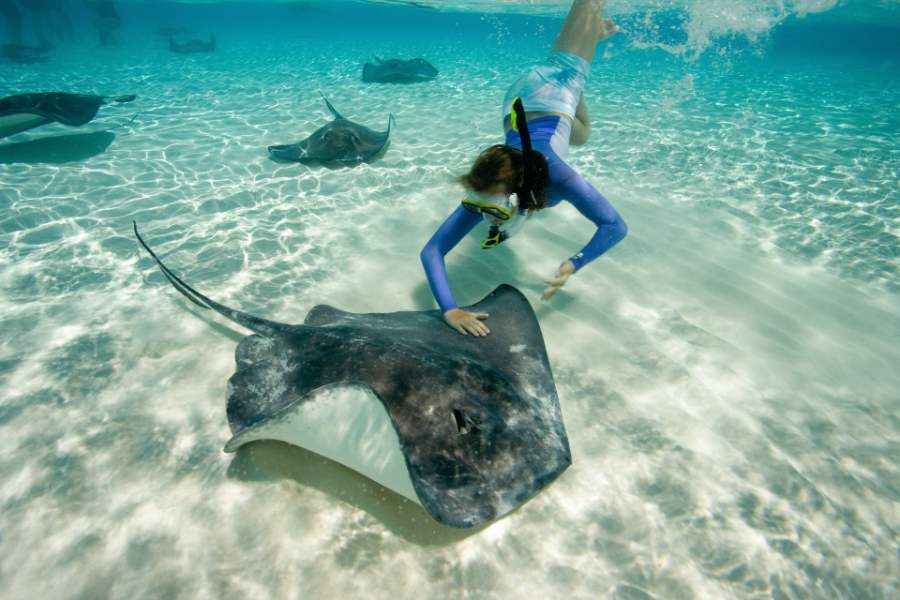 Top 7 Stingray City Tours In Grand Cayman (Most Visited Attractions) image