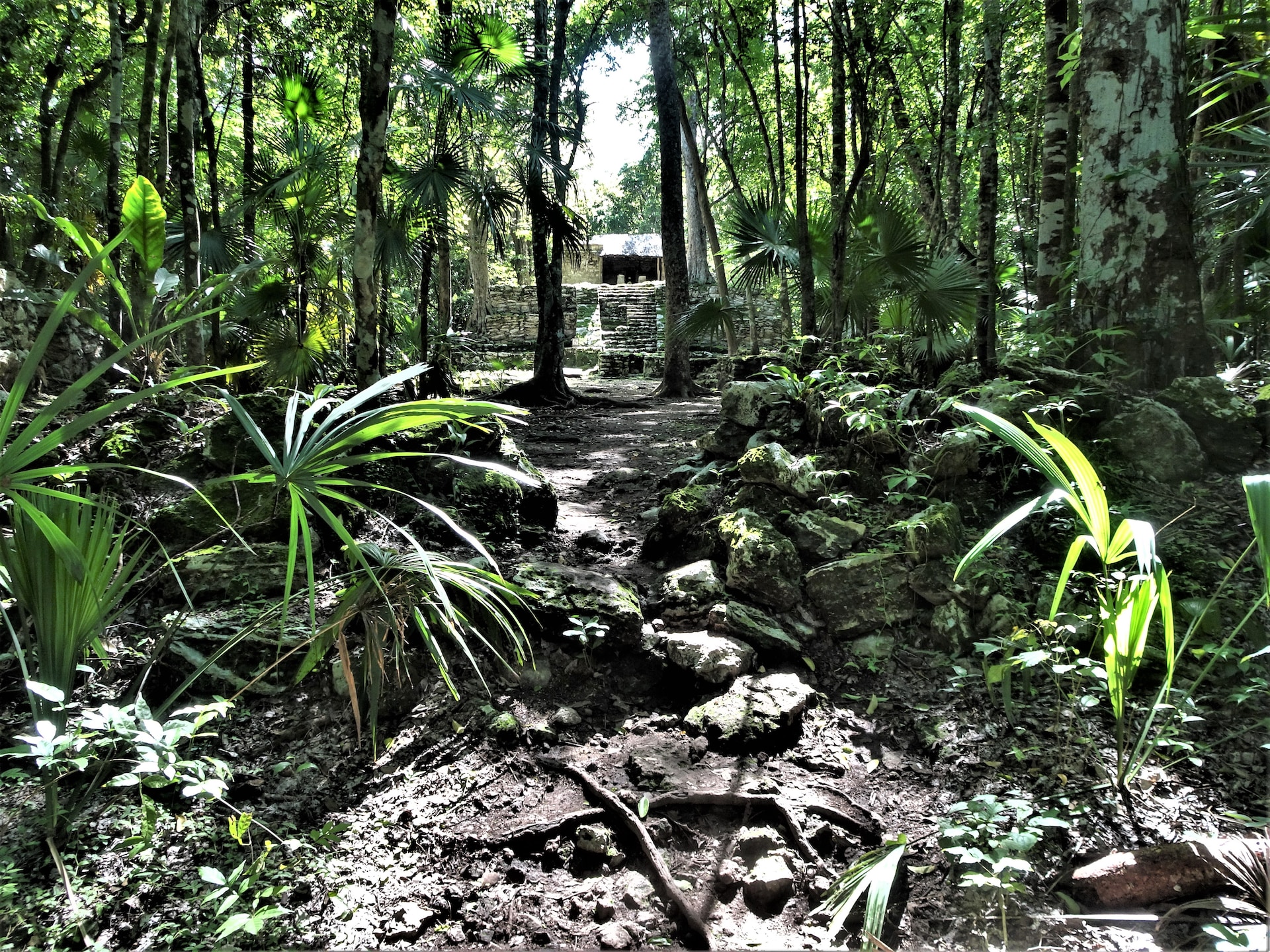Ruins in a dense jungle. 