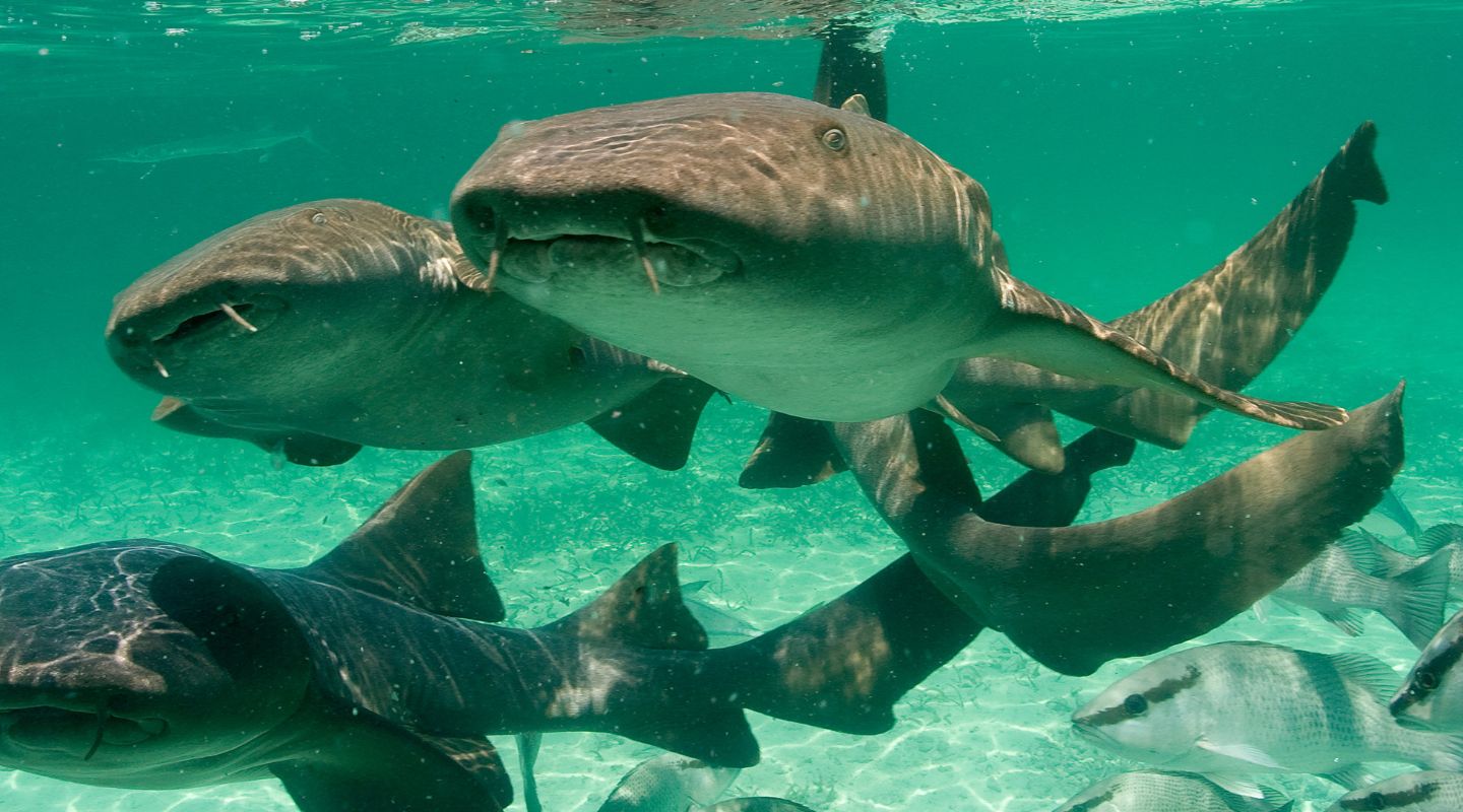 A group of nurse sharks swimming underwater