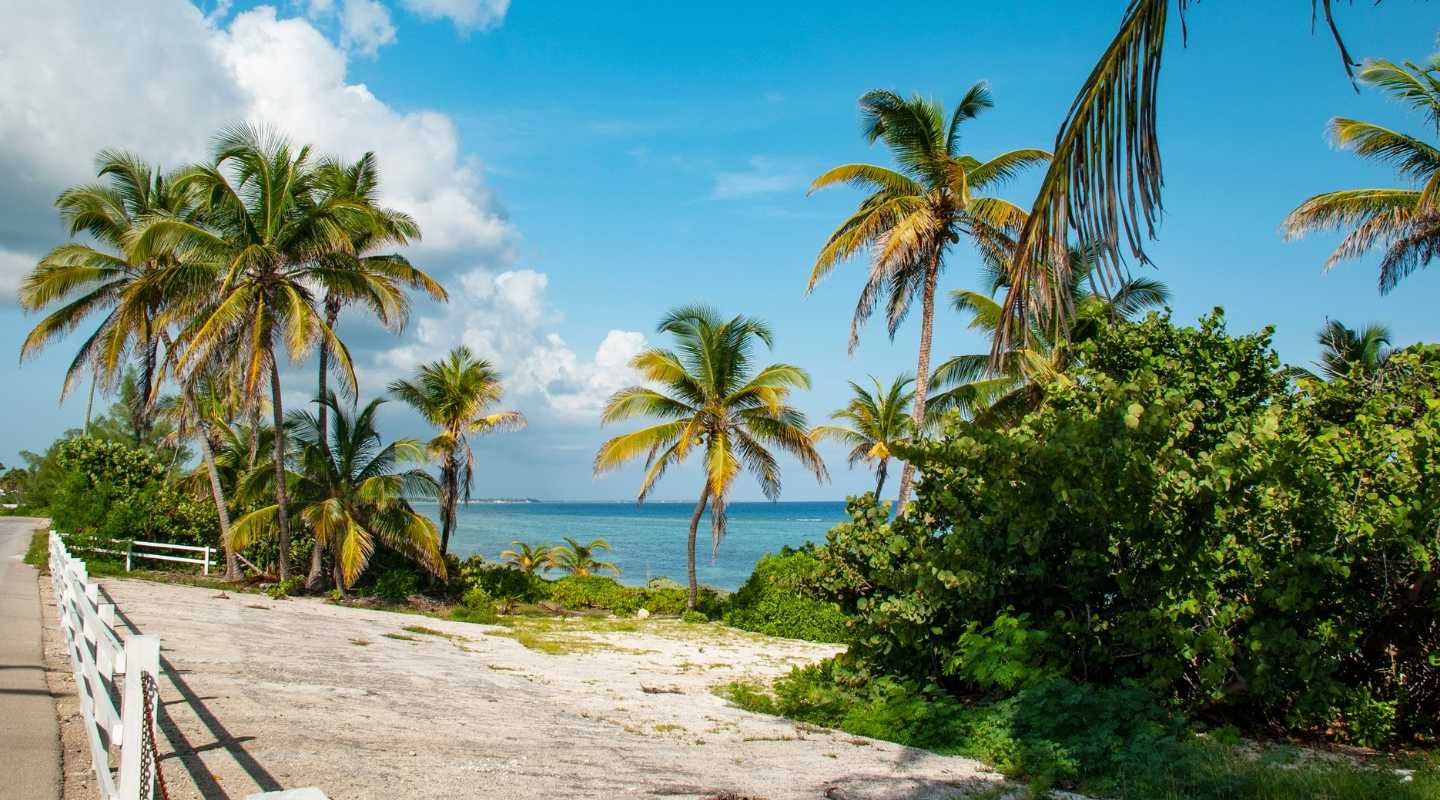 Roadside view of the beach, showing plenty of palm trees and bright blue water.