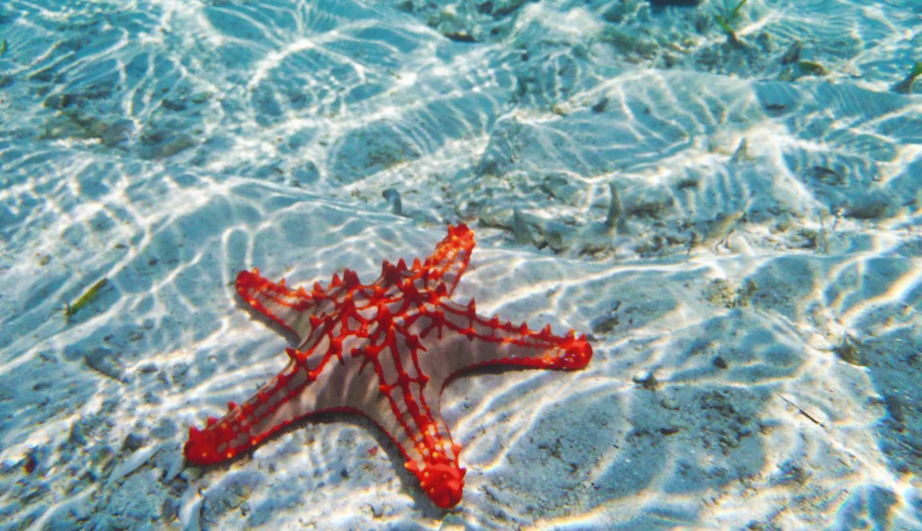 starfish on sandy sea floor
