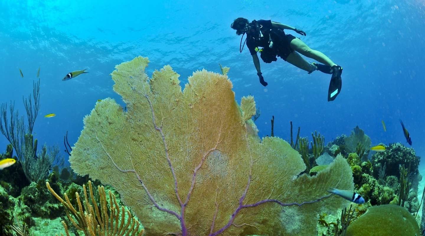 Man diving near a coral reef
