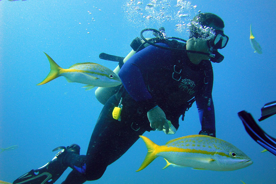 roatan honduras diving