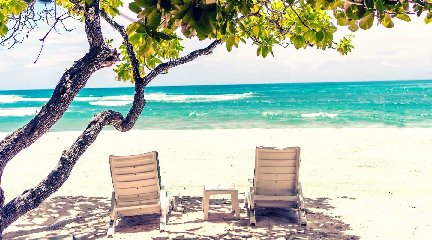 Two beach chairs located under a tree overlooking the ocean.