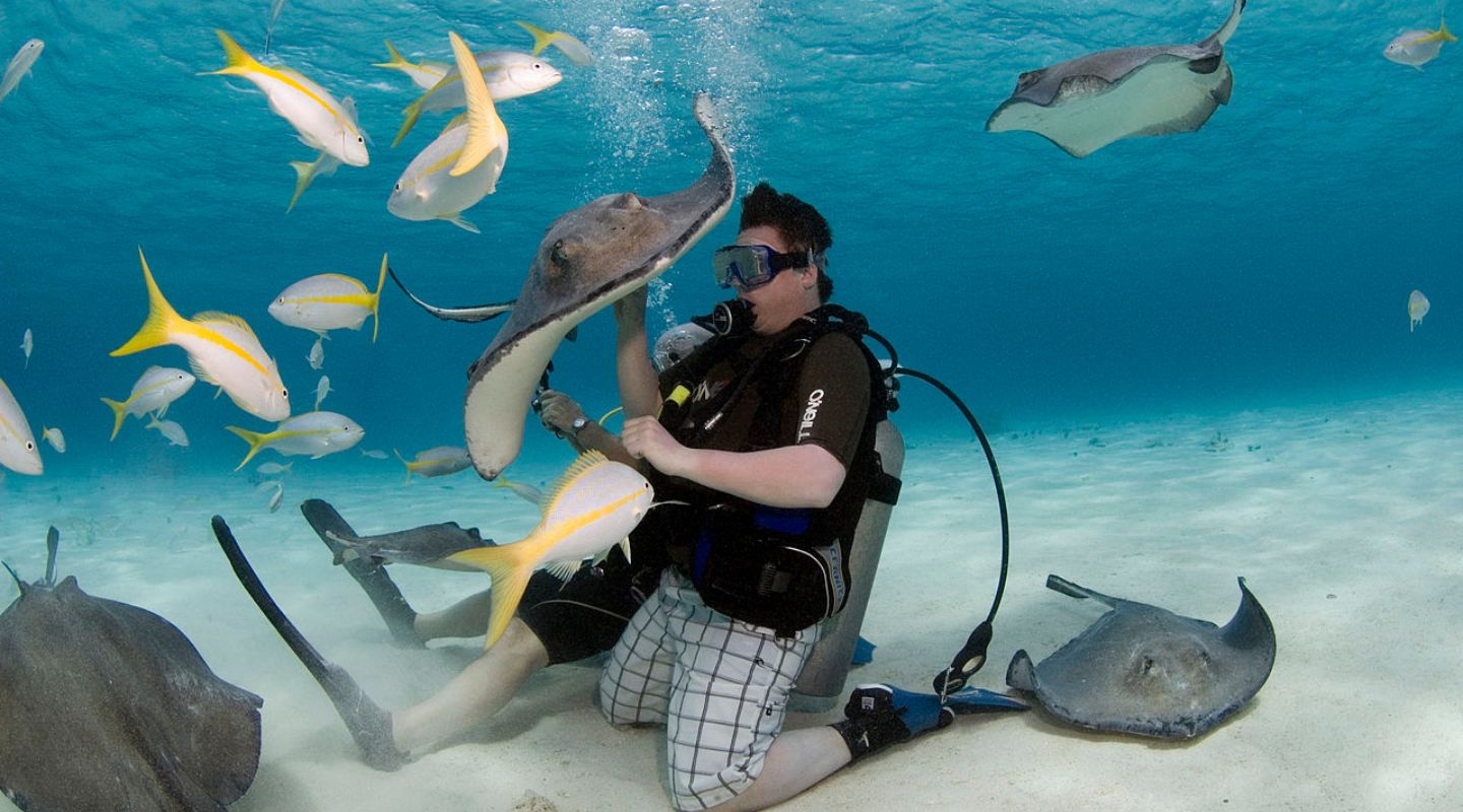 Man diving with a group of stingrays