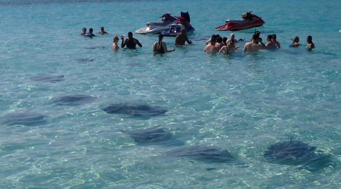 A group of people swimming with stingrays