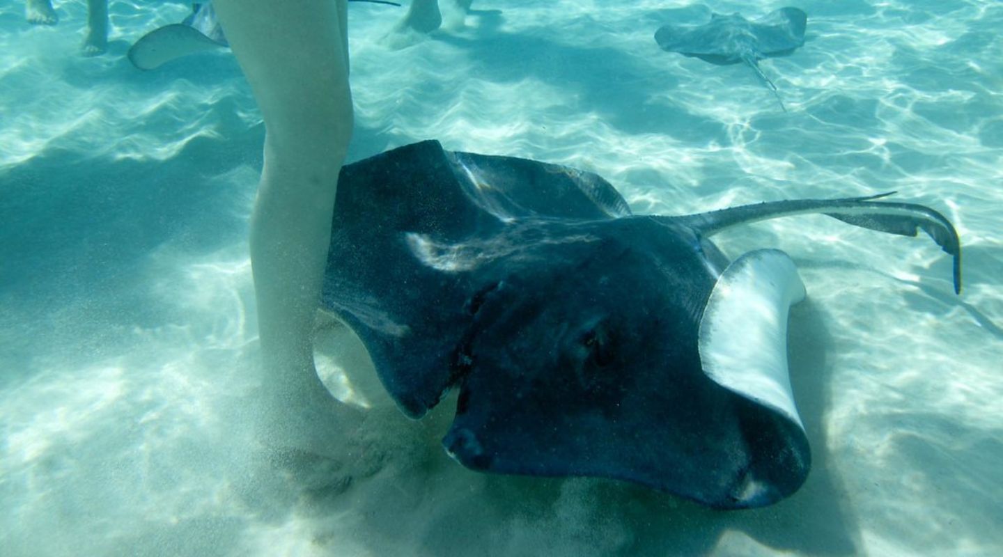 Large stingray brushing a woman's foot. 