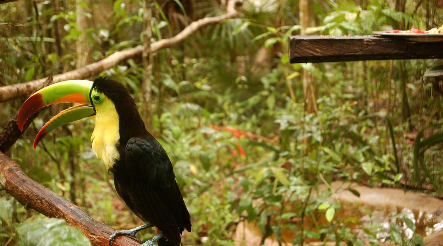 A photo of a toucan seen up close.