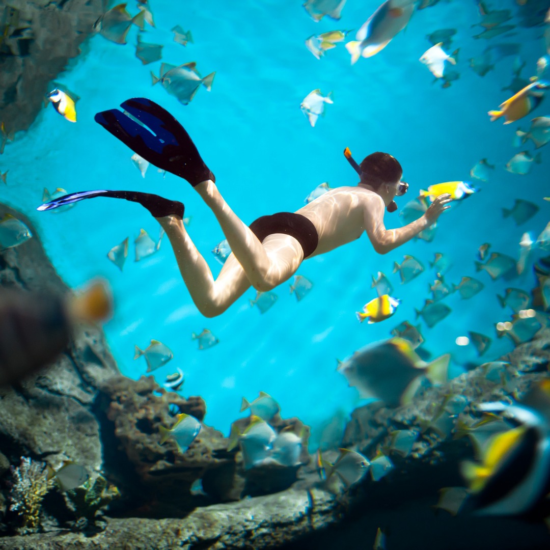 Puerto Morelos Coral Reef Snorkeling In Reef National Park image