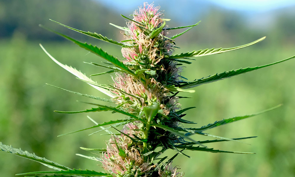  Marijuana Legal in Jamaica