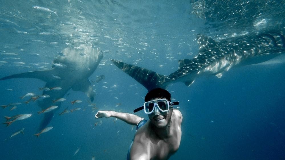 cancun sharks