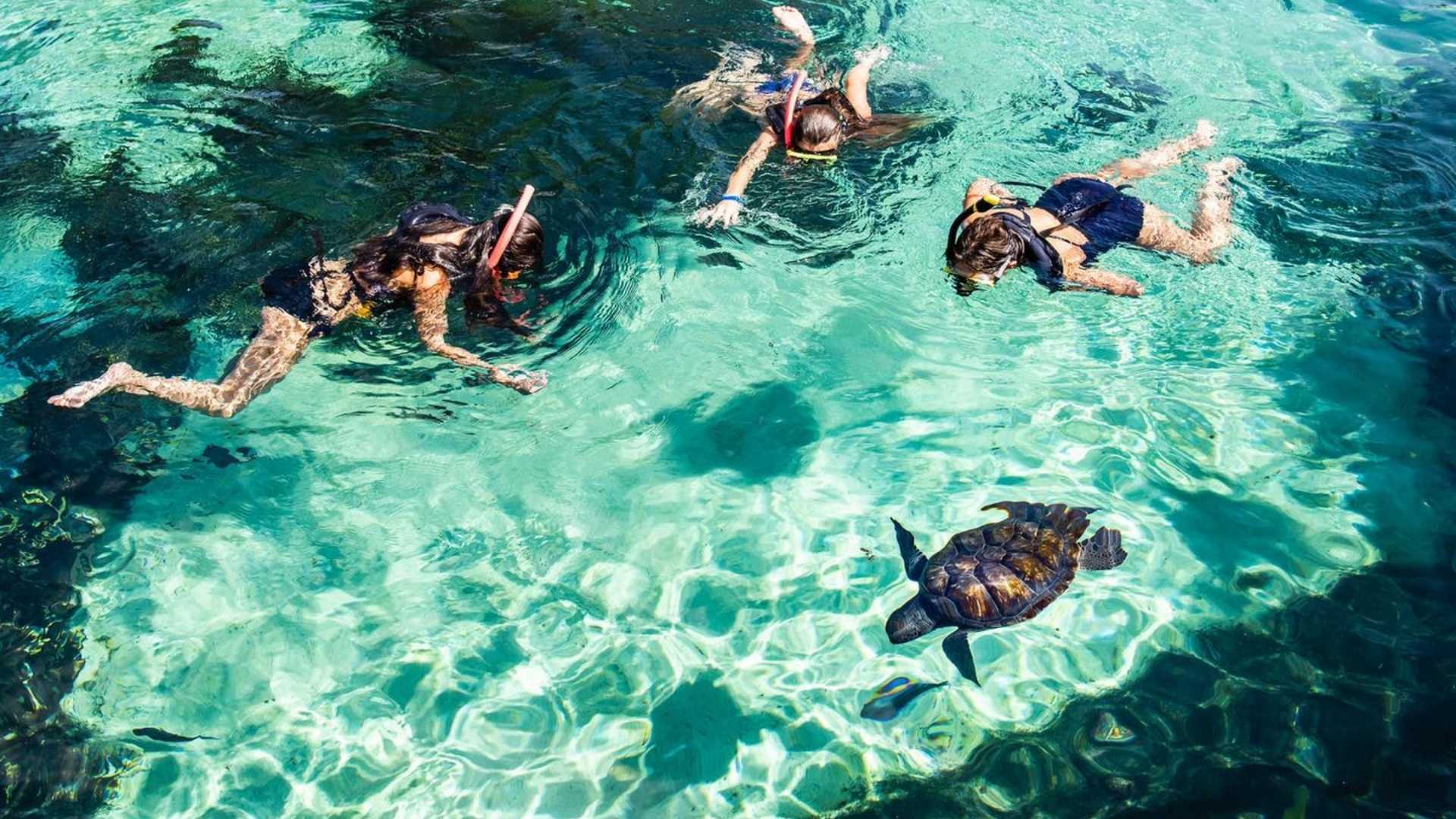 Turtles in Cayman Islands. 