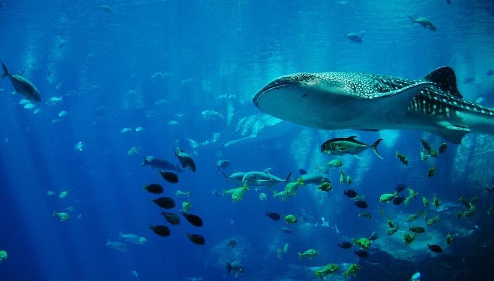 cancun whalesharks