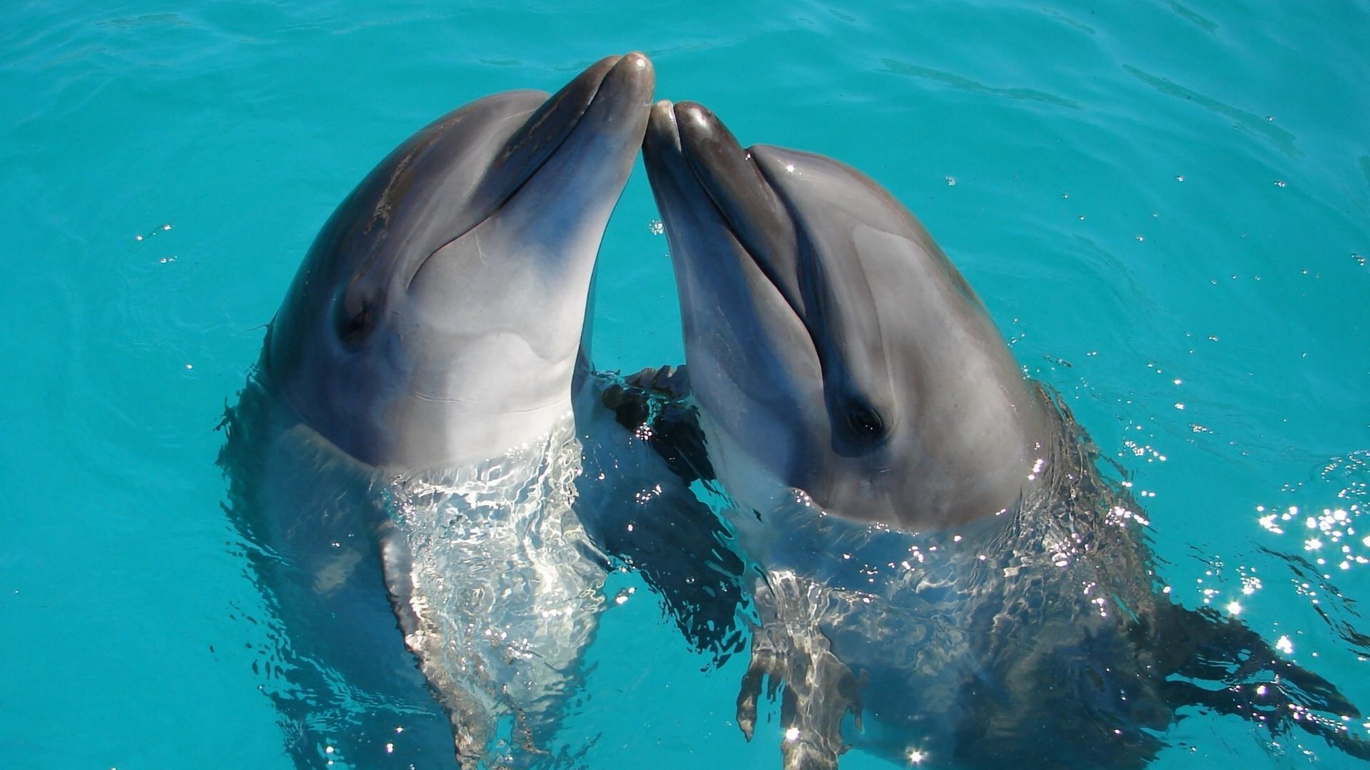 Swimming with dolphins experience in São Miguel