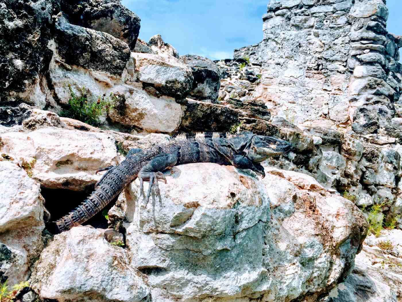 iguana on Mayan temple