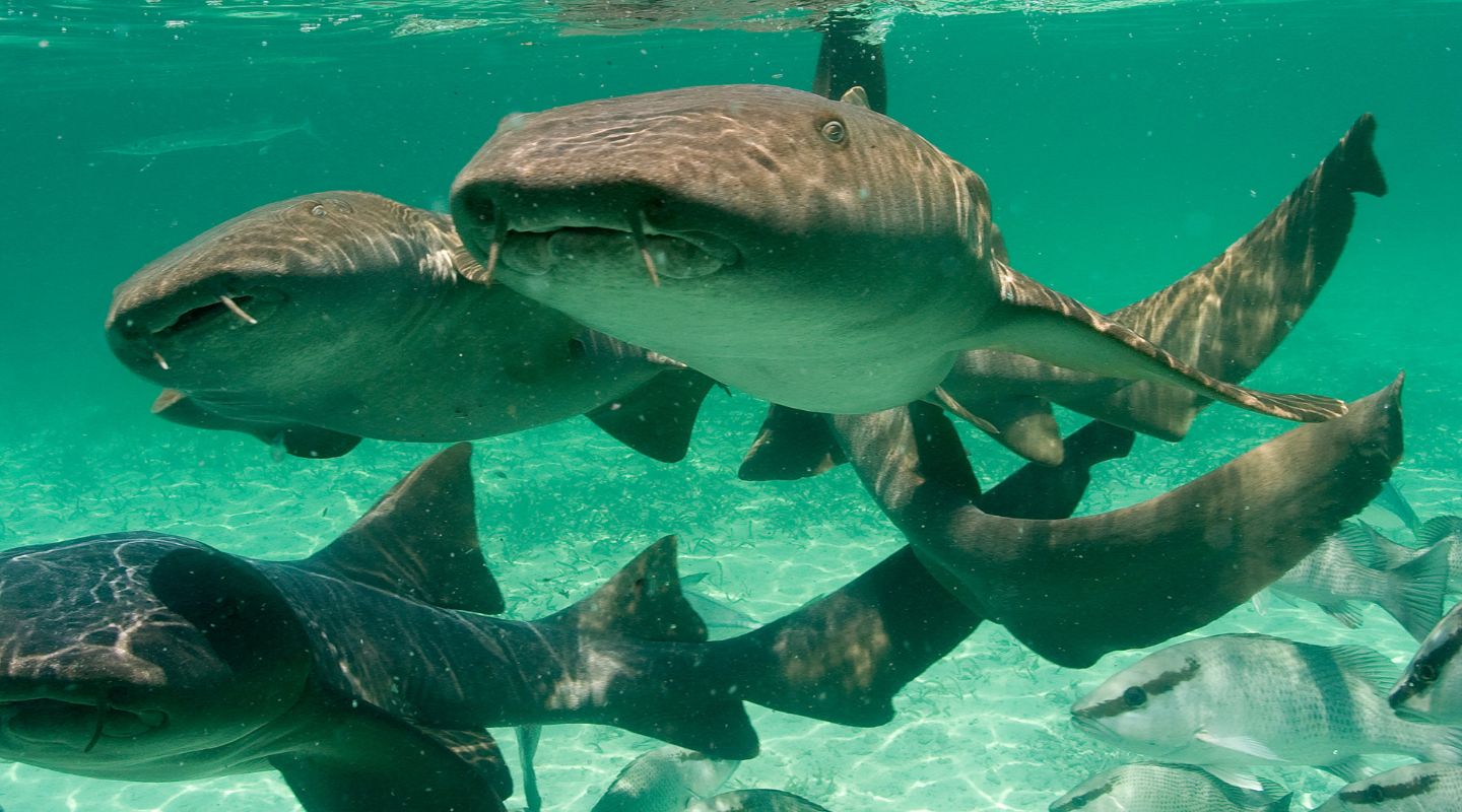 Underwater view of a small group of nurse sharks swimming.
