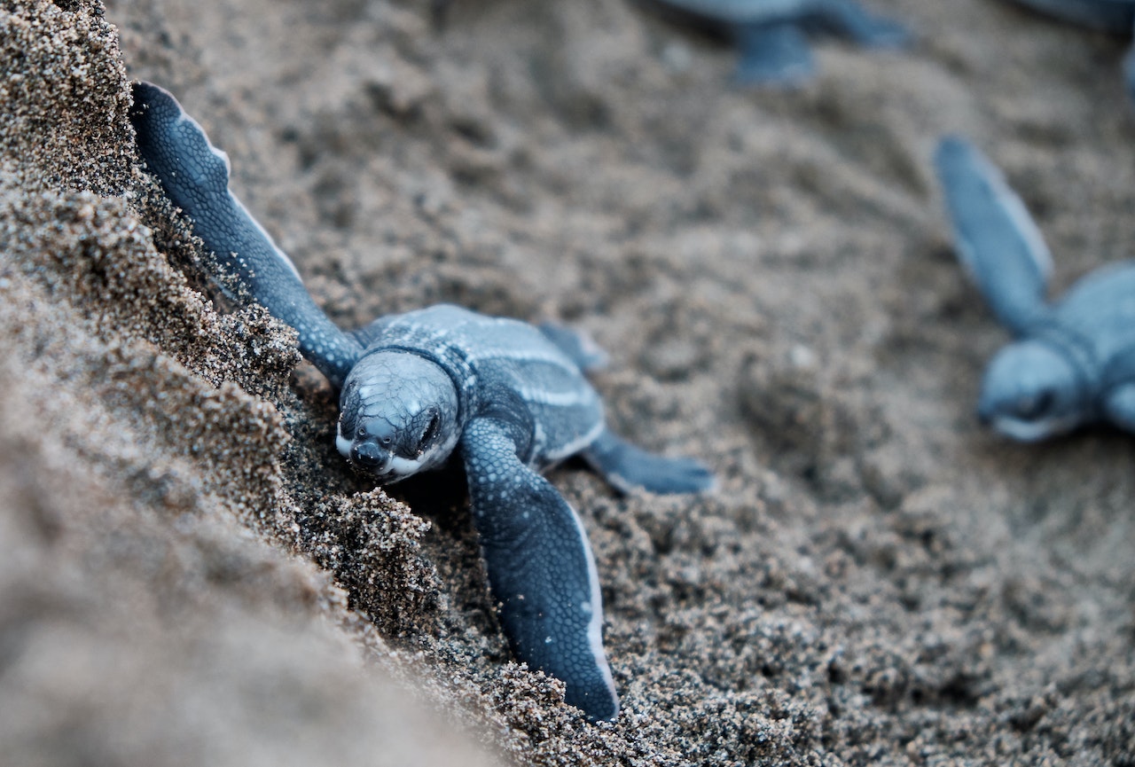 Baby blue sea turtle on the beach.