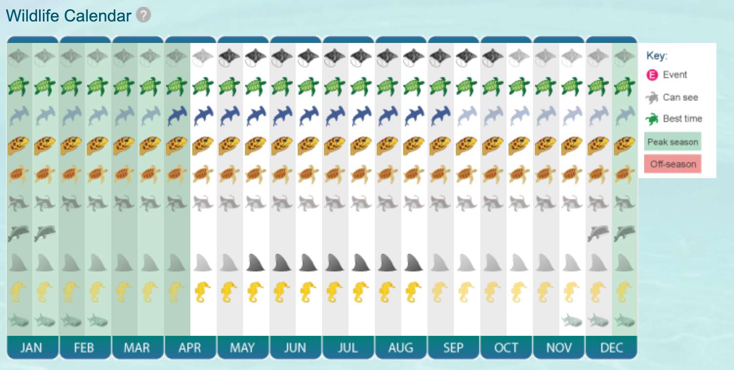 graph of animals to be seen in Caymans by month