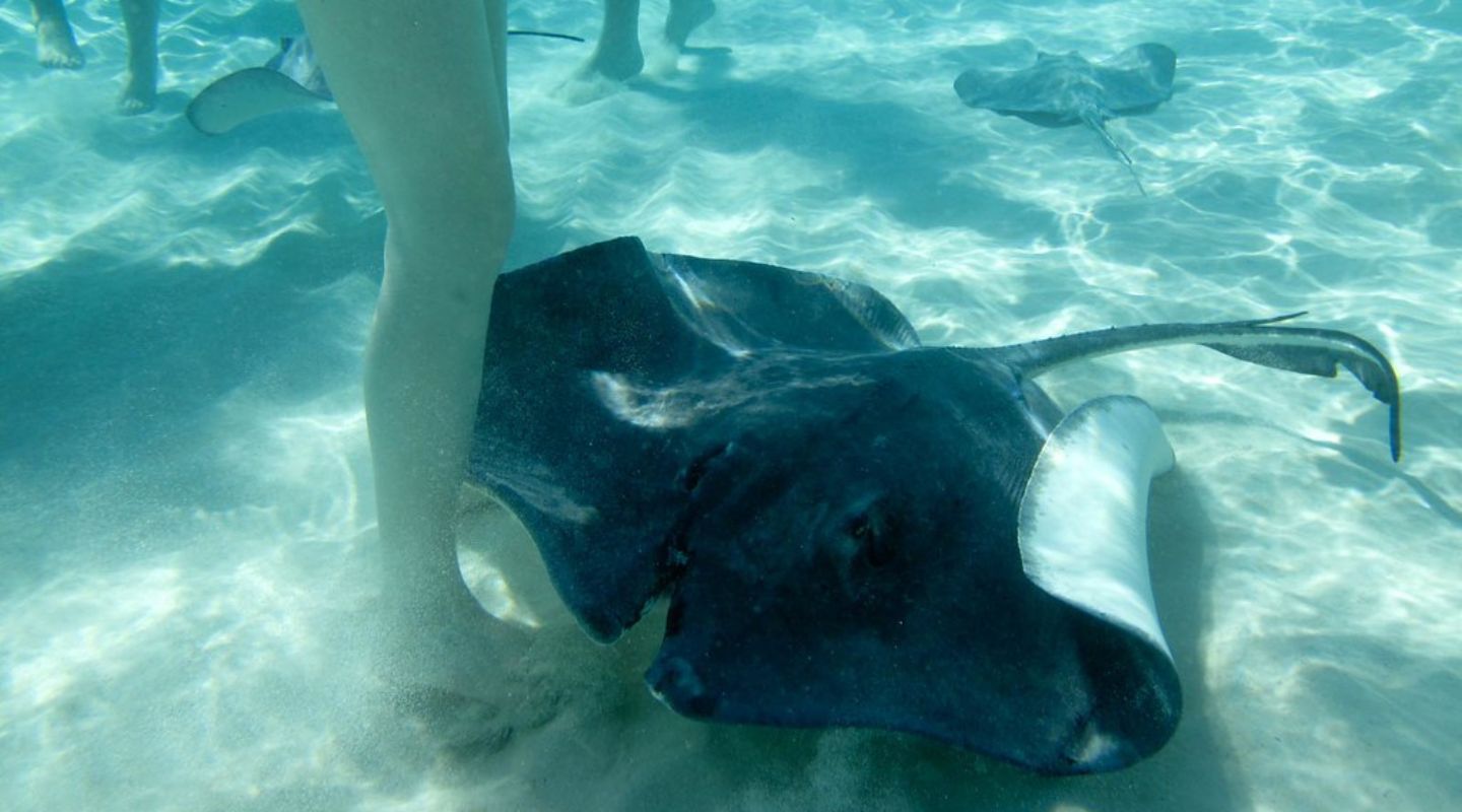 Stingray swimming next to a woman's legs